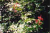 hummingbirdflowers.jpg (79454 bytes)
